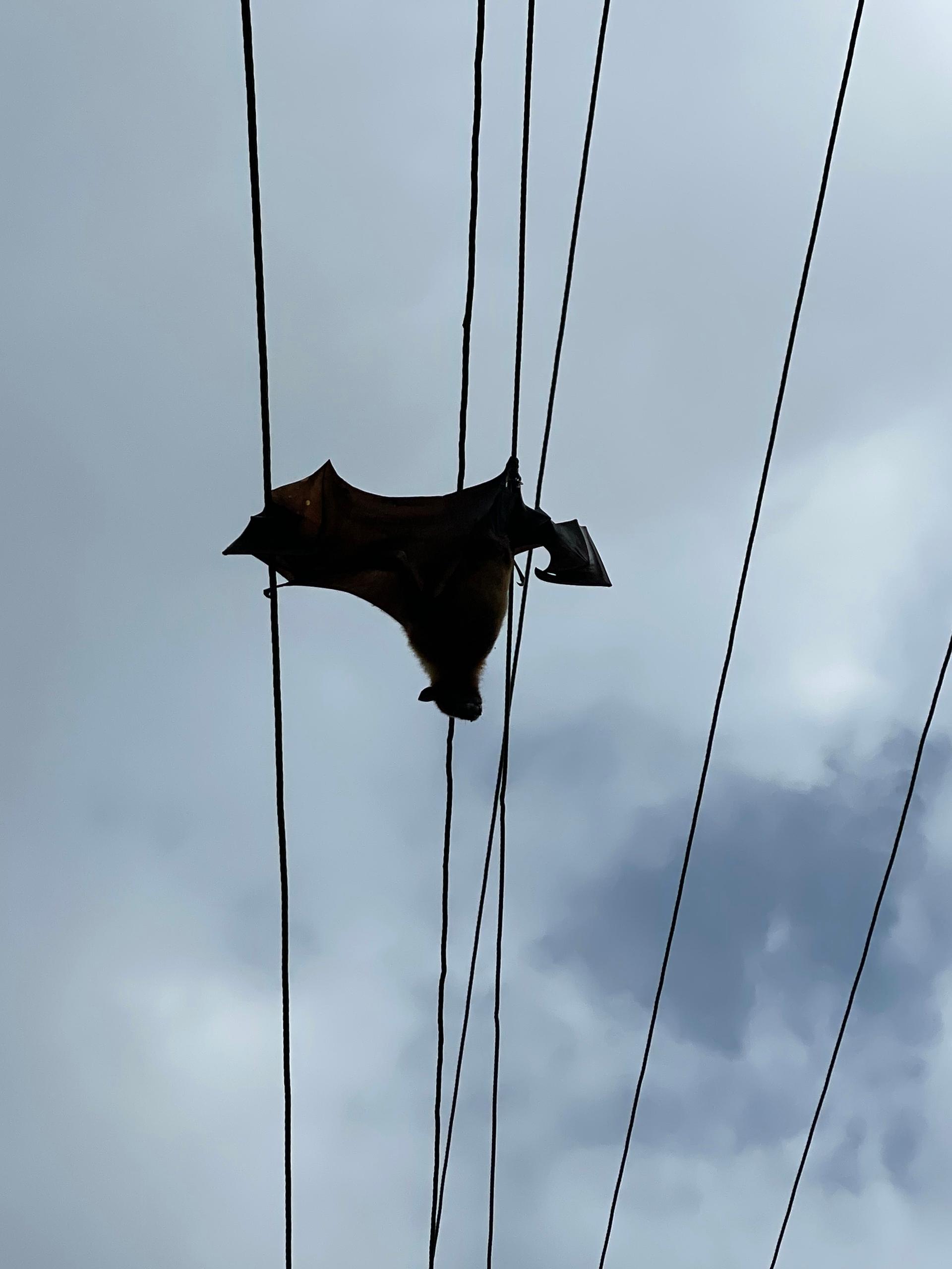 Иногда им не везет приземлиться на провода
